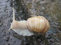 snail on the wet road