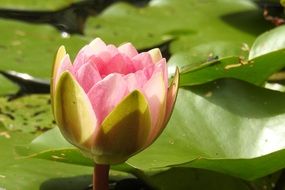 opening bud of the water lily