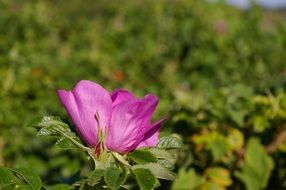 wild rose baby bloom