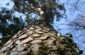 tree trunk in the forest