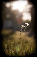 blooming grass in the background of dusk