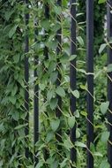 climbing plant on a metal black fence