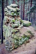 moss on a rock in the forest