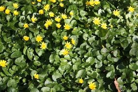 yellow Buttercups blooming at sun