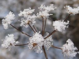 frost on the seed head