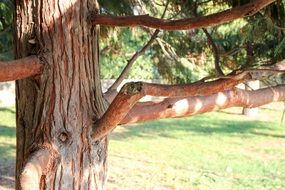 tree on a sunny day close up