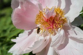 chinese peony close up