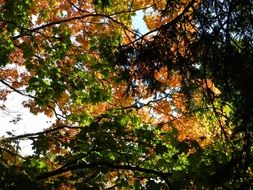 yellow and green trees in the early autumn