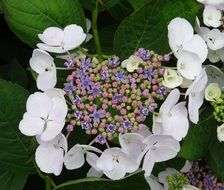 beautiful white hydrangea flowers