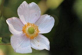 Anemone or hahnenfuÃgewÃ¤chs