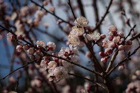 flowers on a spring tree close up