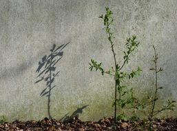 shadow from young trees on the wall