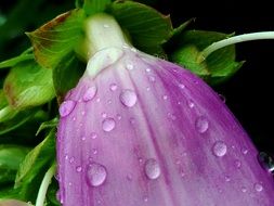 petite purple bellflower blossom