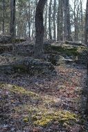 moss foliage in the forest