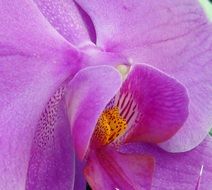 Orchid Blossom Bloom