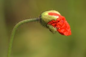 red poppy bud on a green background