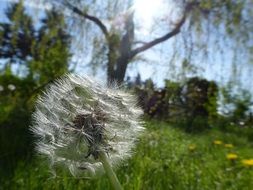 Beautiful dandelions on the meadow in sunshine