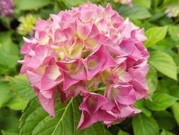 pink flowers of hydrangea on a bush close-up