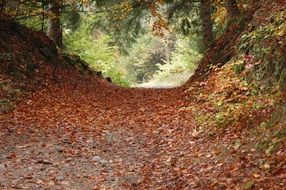 tranquil forest landscape