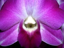 bright purple orchid close-up