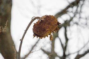 dry sunflower near a tree