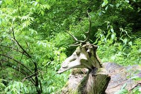 snag in the shape of a deer in a dense green forest