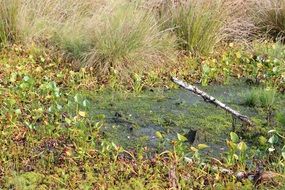 swamp on a sunny day