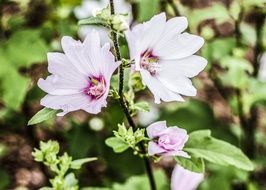 close-up photo of branch with light flowers