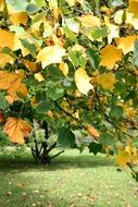 colorful autumn Maple Foliage on tree