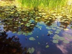 Green plants on a pond in a park