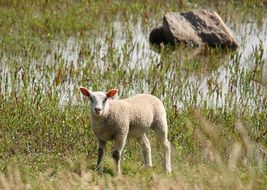 white farm sheep on pasture