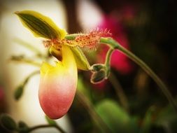 tropical orchid with buds on a branch close-up