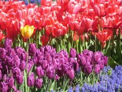 colorful tulipa on flower bed
