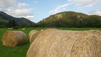 harvesting hay on a green alpine meadow