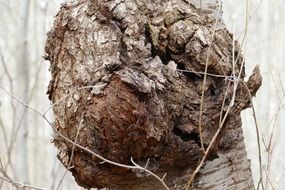 Close-up of the knot on a tree trunk