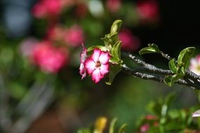 branch with bright pink flowers close-up on a blurred background