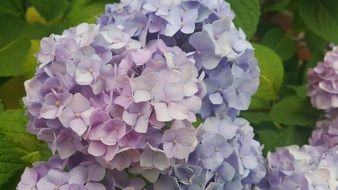 light purple hydrangea flowers