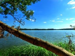 trunk of a large tree above the lake
