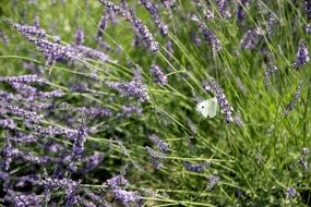 white butterfly on blooming lavender under the bright sun