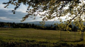 Playing field in summer