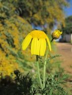 yellow marguerite on a stem under the bright sun close up