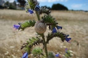 Thistle Snail Flower Shell