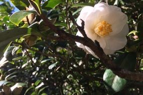 light pink camellia on the bush