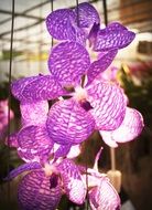 tropical orchid flower growth