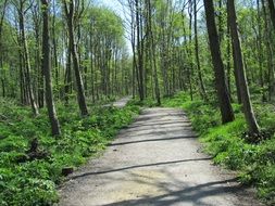 landscape of Path in Woodland