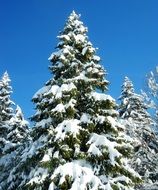 Fir tree under Snow, Winter scene