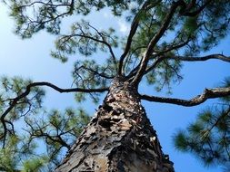 delightful Tree Branches