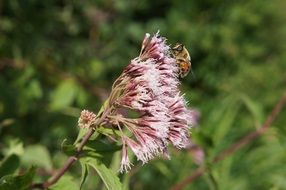 insect on an unusual inflorescence on a sunny day