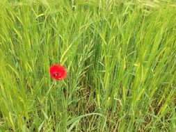 a lonely red flower in a green field
