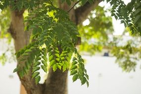 bright green Leaves on Tree Branches